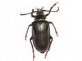 Prionus coriarius